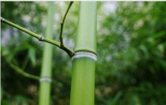 竹产业的开发与利用-----------世界竹产业的发展与