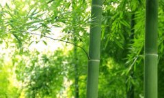 世界竹子种类及其分布地区