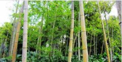 竹纤维的探讨和研究